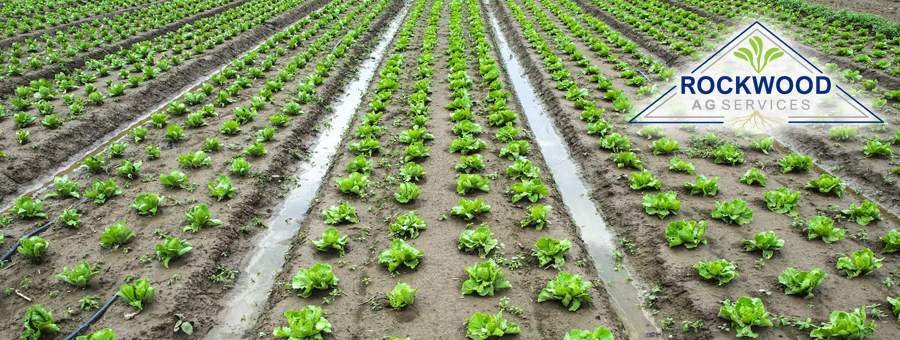 lettuceharvestingfield