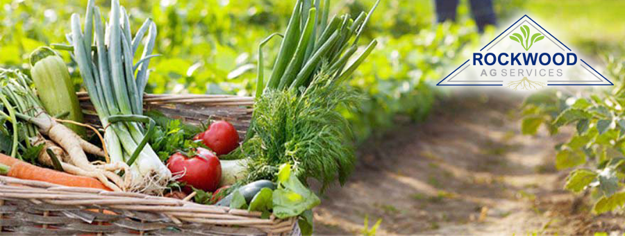 harvestedveggies